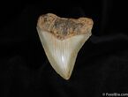 Inch Megalodon Tooth - Great Serrations and Color #106-1